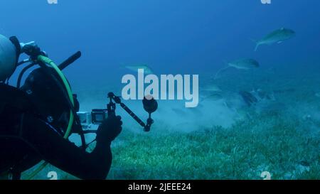 Mer Rouge, Égypte. 26th juin 2022. Un vidéaste sous-marin filant une école de Rotstreifen Meerbarbe poisson est alimenté sur le seqagrass. La vie sous-marine dans l'océan. Red Sea, Egypte (Credit image: © Andrey Nekrasov/ZUMA Press Wire) Banque D'Images