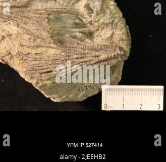 Iocrinus subcrassus (Meek & Worthen, 1865). Banque D'Images