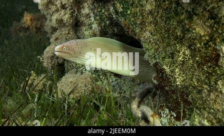 Mer Rouge, Égypte. 26th juin 2022. Gros plan de Moray se trouvent dans le récif de corail. Moray géométrique ou Moray gris (Gymnothorax griseus) sur le zostère de la mer. Red Sea, Egypte (Credit image: © Andrey Nekrasov/ZUMA Press Wire) Banque D'Images