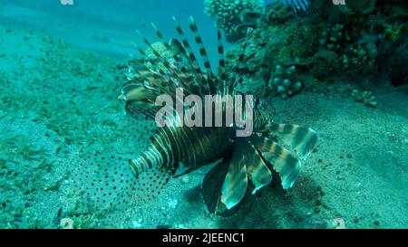 Mer Rouge, Égypte. 26th juin 2022. Les Lionfish communs ou les Lionfishs rouges (Pterois volitans) nagent près du récif de corail. Red Sea, Egypte (Credit image: © Andrey Nekrasov/ZUMA Press Wire) Banque D'Images