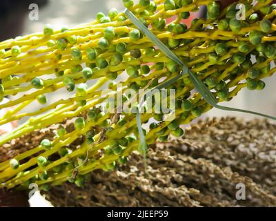 Pollinisation de la paume de la date Banque D'Images