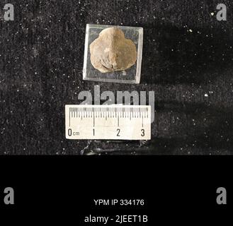 Rafinesquina deltoidea (Conrad, 1839). Banque D'Images