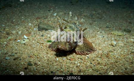 Mer Rouge, Égypte. 26th juin 2022. Le poisson de Lion de Zebra est situé sur un fond sablonneux. Portrait avant. Poisson-Lion zébré ou lionfish nain de la mer Rouge (Dendrochirus zébra, Dendrochirus hemprichi). Red Sea, Egypte (Credit image: © Andrey Nekrasov/ZUMA Press Wire) Banque D'Images