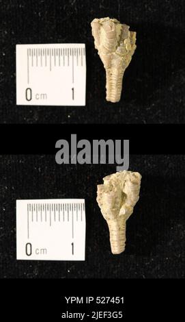 Iocrinus subcrassus (Meek & Worthen, 1865). Éléments anatomiques=calice Banque D'Images