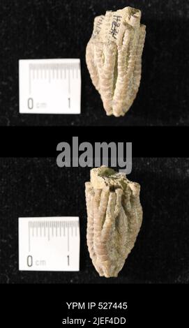 Iocrinus subcrassus (Meek & Worthen, 1865). Banque D'Images
