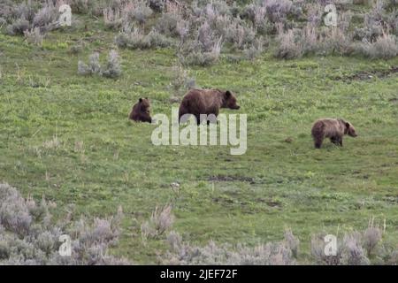 Un ours grizzli semé de petits, Ursus horribilis, se nourrit dans un pré herbacé dans la vallée de Lamar, dans le parc national de Yellowstone, WY, États-Unis. Banque D'Images