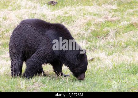 Un ours noir de sanglier adulte, Ursus americanus, paître sur de nouvelles herbes dans le parc national de Yellowstone, WY, États-Unis, pré-fermeture 5/22 Banque D'Images