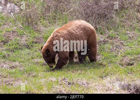 Un ours noir en phase cannelle, Ursus americanus, paître sur une nouvelle croissance dans la vallée de Lamar, parc national de Yellowstone, WY, États-Unis. Banque D'Images