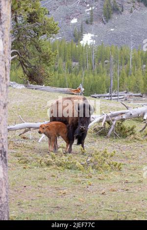 Une vache folle adulte et un nouveau veau, Bison bison, se posent dans les hautes terres boisées du parc national de Yellowstone, Wyoming, aux États-Unis Banque D'Images