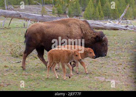 Une vache de bison et de nouveaux veaux jumeaux, Bison bison, traversent une montagne boisée dans le parc national de Yosemite, Wyoming, aux États-Unis à la fin du printemps. Banque D'Images