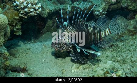 Mer Rouge, Égypte. 26th juin 2022. Les Lionfish communs ou les Lionfishs rouges (Pterois volitans) nagent près du récif de corail. Red Sea, Egypte (Credit image: © Andrey Nekrasov/ZUMA Press Wire) Banque D'Images