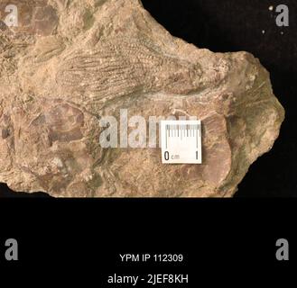 Iocrinus subcrassus (Meek & Worthen, 1865). Banque D'Images