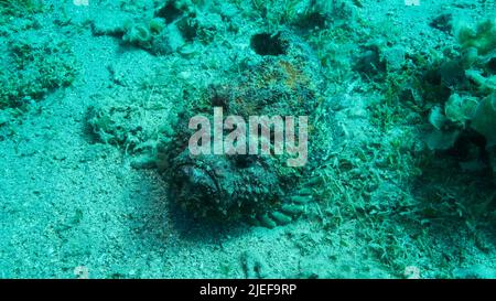 Mer Rouge, Égypte. 26th juin 2022. Gros plan de la corégone de Stonefish se trouve sur fond sablonneux recouvert d'herbes marines vertes. Reef Stonefish (Synanceia verrucosa) Mer Rouge, Egypte (Credit image: © Andrey Nekrasov/ZUMA Press Wire) Banque D'Images