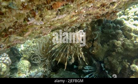 Mer Rouge, Égypte. 26th juin 2022. Le Lionfish commun ou le Lionfish rouge (Pterois volitans) naque à l'envers sous le récif de corail avec sa bouche ouverte. Red Sea, Egypte (Credit image: © Andrey Nekrasov/ZUMA Press Wire) Banque D'Images