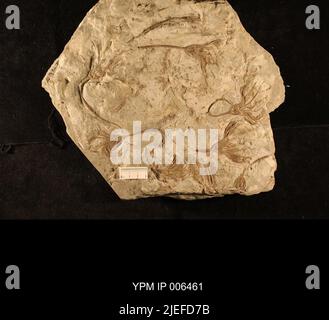 Glyptocrinus decadactylus Hall, 1847. Banque D'Images