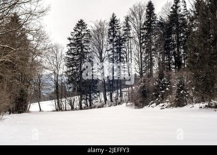 Verschneite Wiese mit Wald 1 Banque D'Images