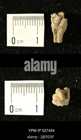 Iocrinus subcrassus (Meek & Worthen, 1865). Banque D'Images
