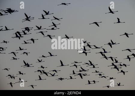 Rose vif et cacophonie, travail de pied frivole, flamboyance de flamants roses, Grand Flamingo de près dans son habitat sauvage Banque D'Images