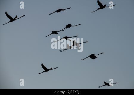 Rose vif et cacophonie, travail de pied frivole, flamboyance de flamants roses, Grand Flamingo de près dans son habitat sauvage Banque D'Images