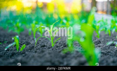 Le maïs vert jeune en gouttes d'eau pousse de près sur un lit de jardin. Pousses de maïs en cours de croissance Banque D'Images