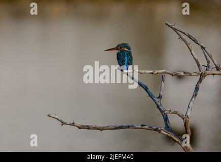 Intéressé commun kingfisher, alcedo atthis, perché dans la nature. Oiseau mâle attrayant avec plumage bleu vif dans la nature printanière. Banque D'Images