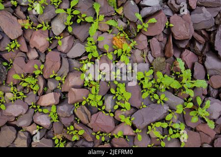 les mauvaises herbes vertes poussent dans des éclats de pierre gris et bruns Banque D'Images