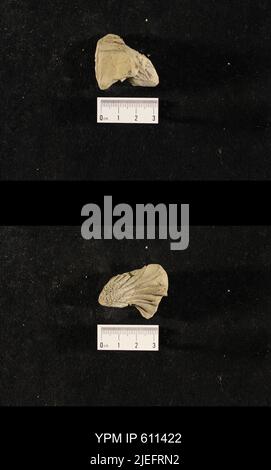 Glyptocrinus decadactylus Hall, 1847. Banque D'Images