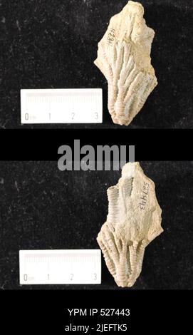 Iocrinus subcrassus (Meek & Worthen, 1865). Banque D'Images