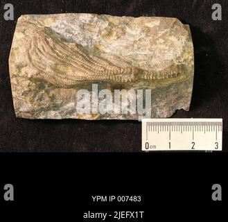 Iocrinus subcrassus (Meek & Worthen, 1865). Banque D'Images