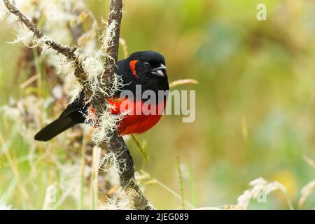 Montagne-Tanager à ventre rayé - Anisognathus igniventris ou oiseau lunulatus à Thraupidae, à ventre roux, trouvé en Equateur, forêt andine, bois i Banque D'Images