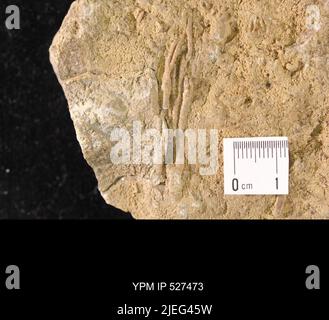 Iocrinus subcrassus (Meek & Worthen, 1865). Banque D'Images