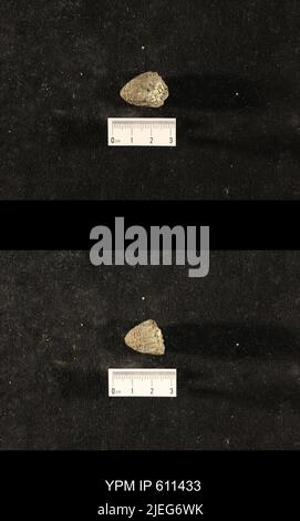 Glyptocrinus decadactylus Hall, 1847. Banque D'Images