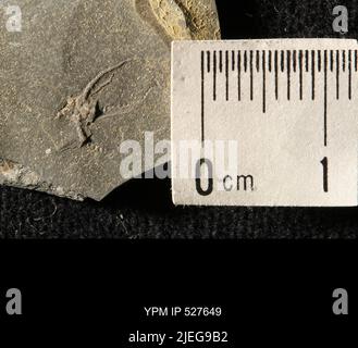 Ophiuroïdea. Banque D'Images