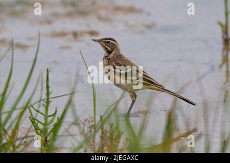 Queue jaune juvénile (Motacilla flave iberiae) Banque D'Images