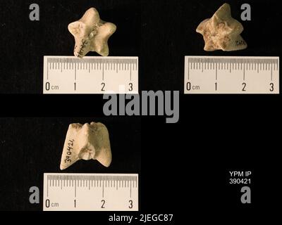 Timoroblastus coronatus Wanner. Banque D'Images