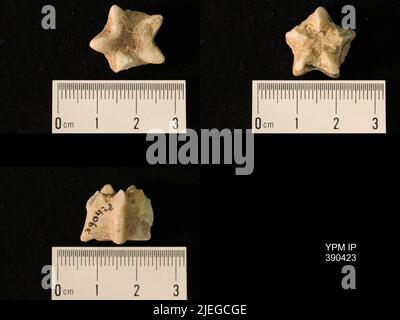 Timoroblastus coronatus Wanner. Banque D'Images