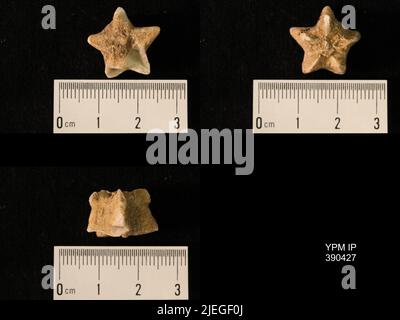 Timoroblastus coronatus Wanner. Banque D'Images