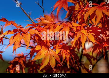 Les feuilles d'érable rouge japonais momiji se branchient à la lumière du soleil en automne Banque D'Images