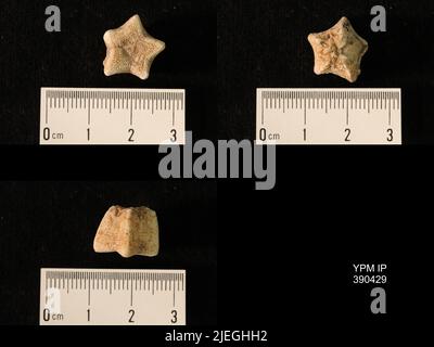 Timoroblastus coronatus Wanner. Banque D'Images