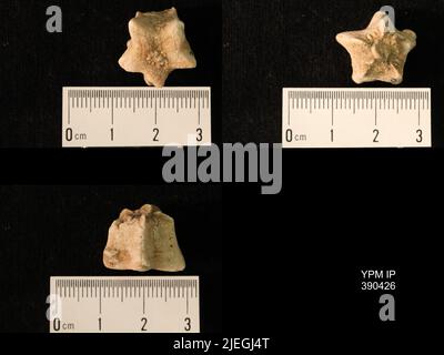 Timoroblastus coronatus Wanner. Banque D'Images