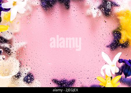 Fond floral. Diverses têtes de fleurs de jonquille, jacinthe vue de dessus floue plate avec gouttes d'eau sur le verre. Violet profond, rose, blanc, jaune. Copier l'espace pour le texte. Photo de haute qualité Banque D'Images