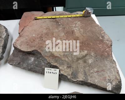 CrinoIdea; plaque d'assemblage. Banque D'Images