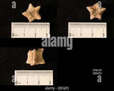 Timoroblastus coronatus Wanner. Banque D'Images