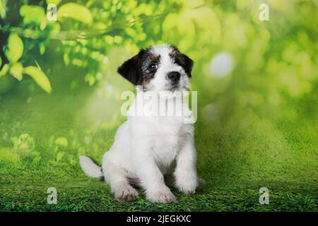 Jack Russell Terrier chiot chien recouvert de brisures sur fond vert Banque D'Images