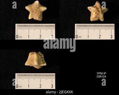 Timoroblastus coronatus Wanner. Banque D'Images
