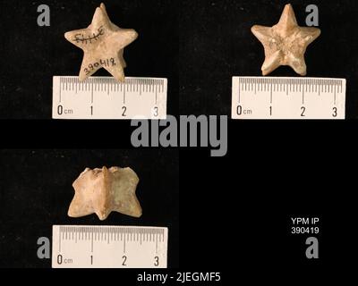 Timoroblastus coronatus constrictus Wanner. Banque D'Images