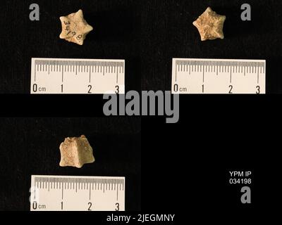 Timoroblastus coronatus basiplanus Wanner. Banque D'Images