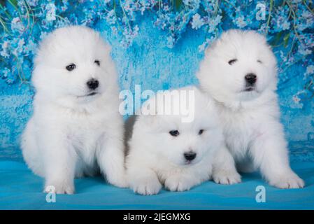 Trois petits chiots blancs moelleux les chiens sont assis sur fond bleu avec des fleurs bleues Banque D'Images