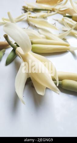 Belle fleur, illustration de la fleur blanche de Michélia Alba ou de la fleur de Michélia Champaca sur fond blanc. Banque D'Images