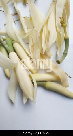 Belle fleur, illustration de la fleur blanche de Michélia Alba ou de la fleur de Michélia Champaca sur fond blanc. Banque D'Images